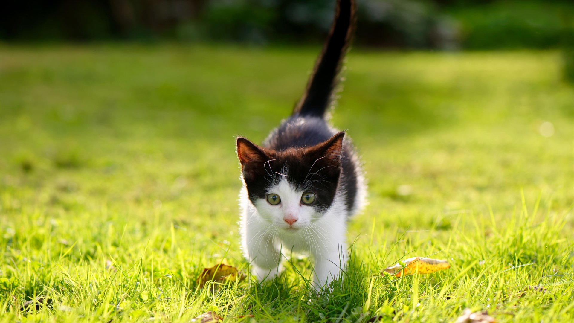 开云平台-当东方黑马遇上天赋洪流,杰伦·格林三分钟熄灯浙江队
