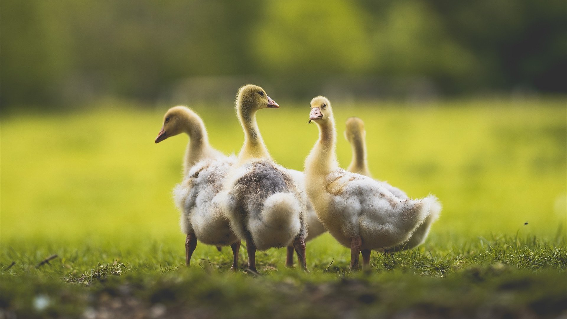 钢铁之躯与关键先生，米切尔致命一击定乾坤，雷霆收割山西