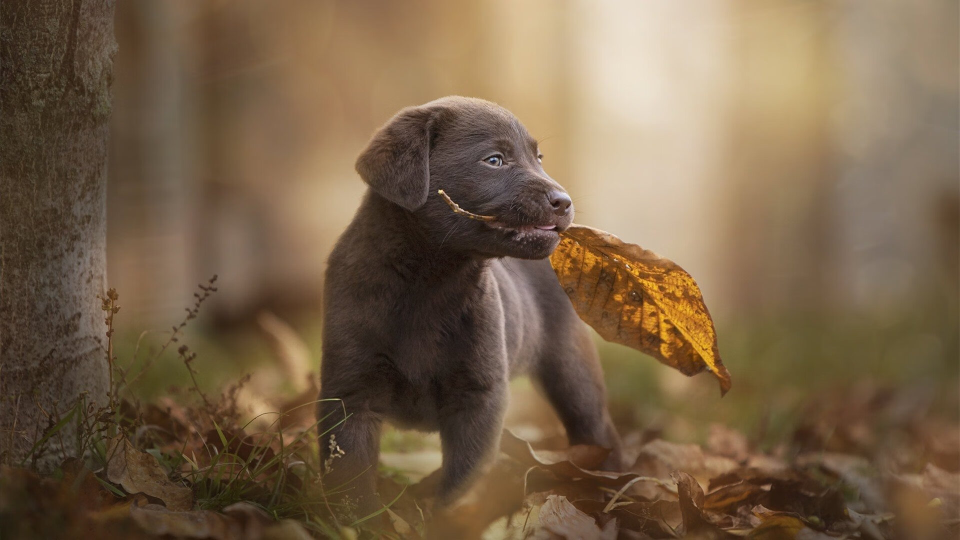 开云体育下载-战术的胜利与天赋的燃烧，从新疆队击溃魔术到布克接管欧冠淘汰赛的篮球哲学