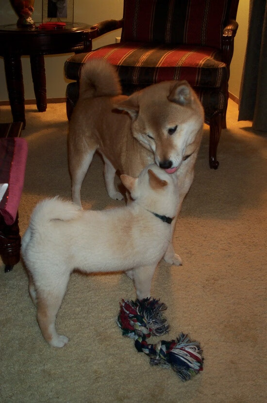 北京队创造历史！NBA季后赛焦点战力克黄蜂，亚洲篮球新纪元开启