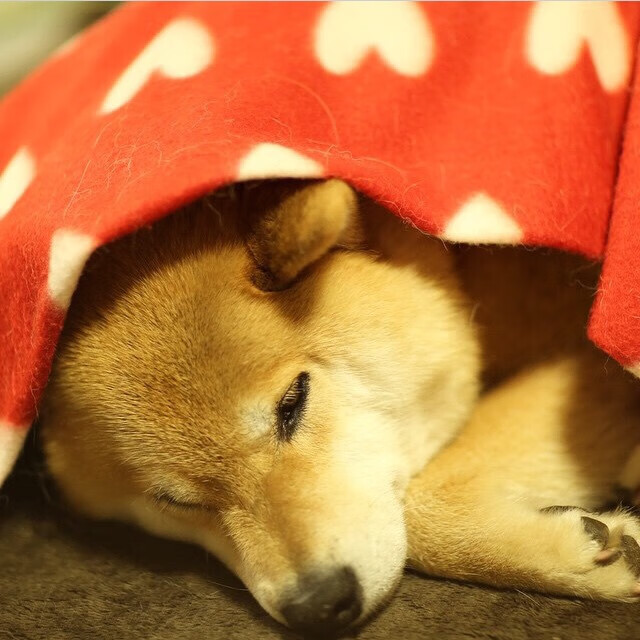 开云体育入口-穹顶之下，独行侠，东契奇的西决封神夜