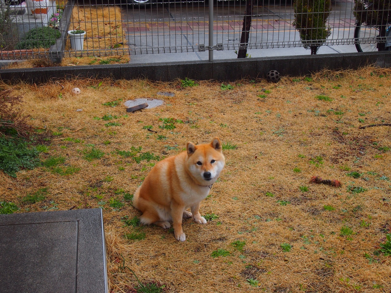 当东方之鹰遭遇约基奇公式,中国篮球如何找回自己的节奏