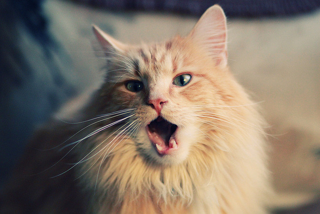 当沙漠之狐遇见现代武士，阿尔及利亚的战术幽灵与富安健洋的防守艺术