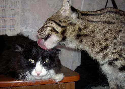 塔图姆闪耀夜，广厦队全面压制鹈鹕展现统治力