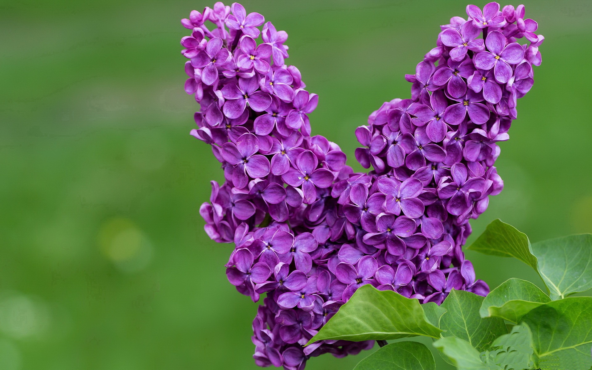 开云体育登录-灰熊连续得分高潮压制雄鹿，克莱高光表现引爆全场