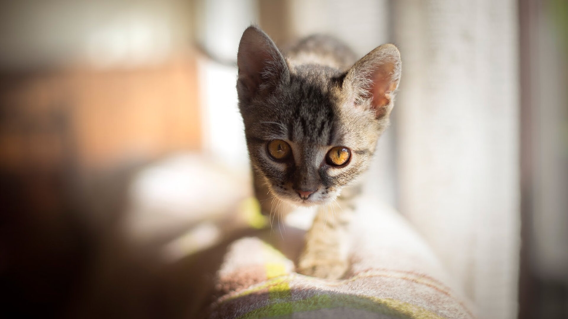 NBA总决赛之夜，奥纳纳的巨星传奇