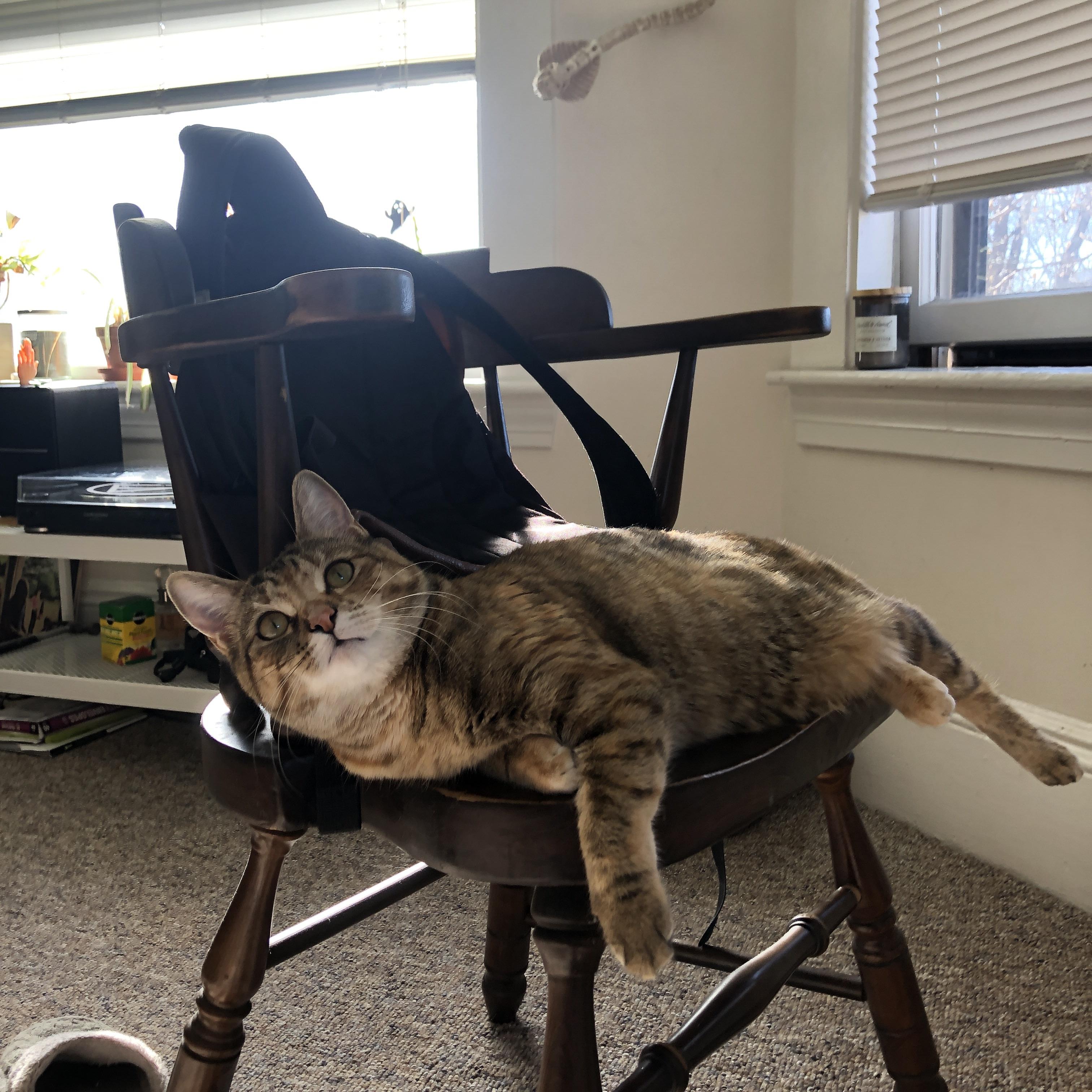 里程碑闪耀，若日尼奥百场纪念助阵阿根廷与加拿大对决