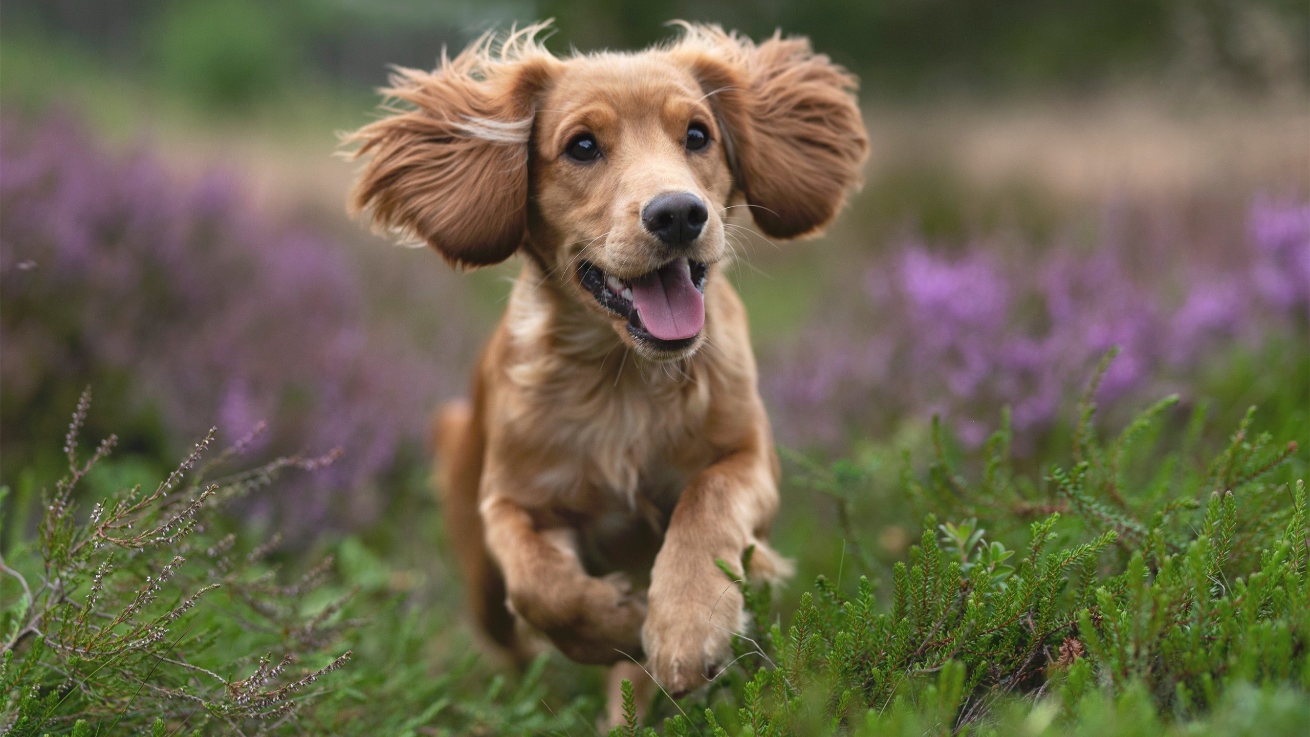 双线狂飙，盐湖城上演篮球版进站博弈，爵士用F1战术思维轻取雷霆