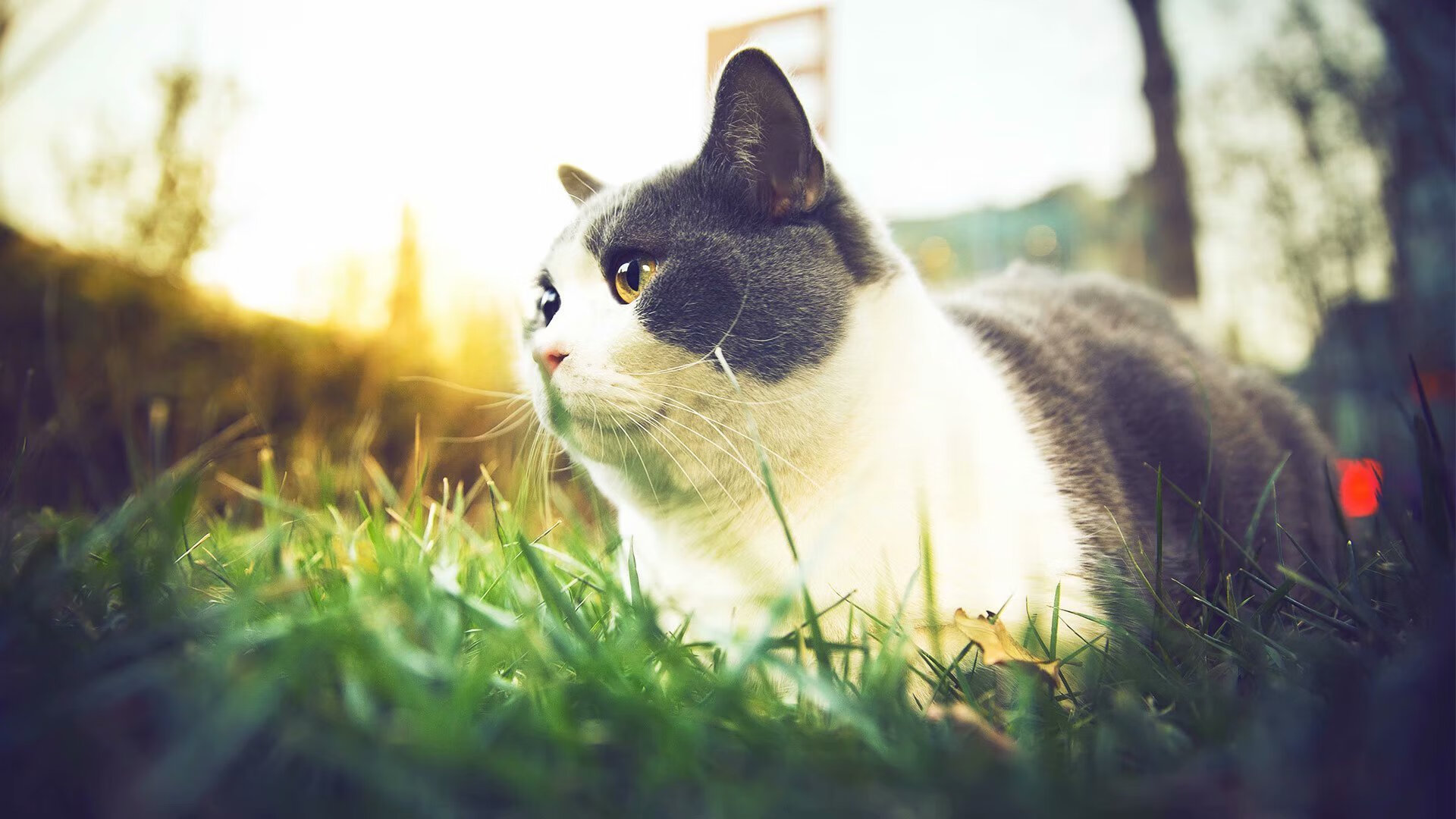 开云体育在线-加克波教科书破门闪耀马赛，荷兰三叉戟轻取阿根廷