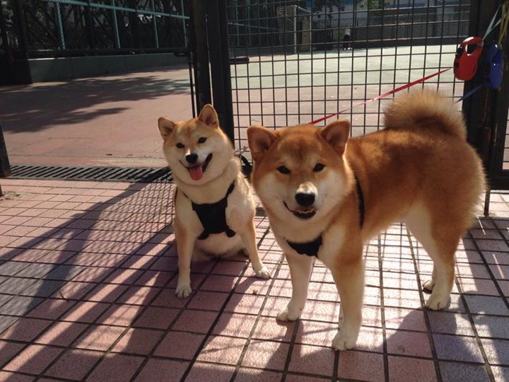 跨界时空的篮球智慧,广厦队的76人蓝图与哈利伯顿的亚平宁启示