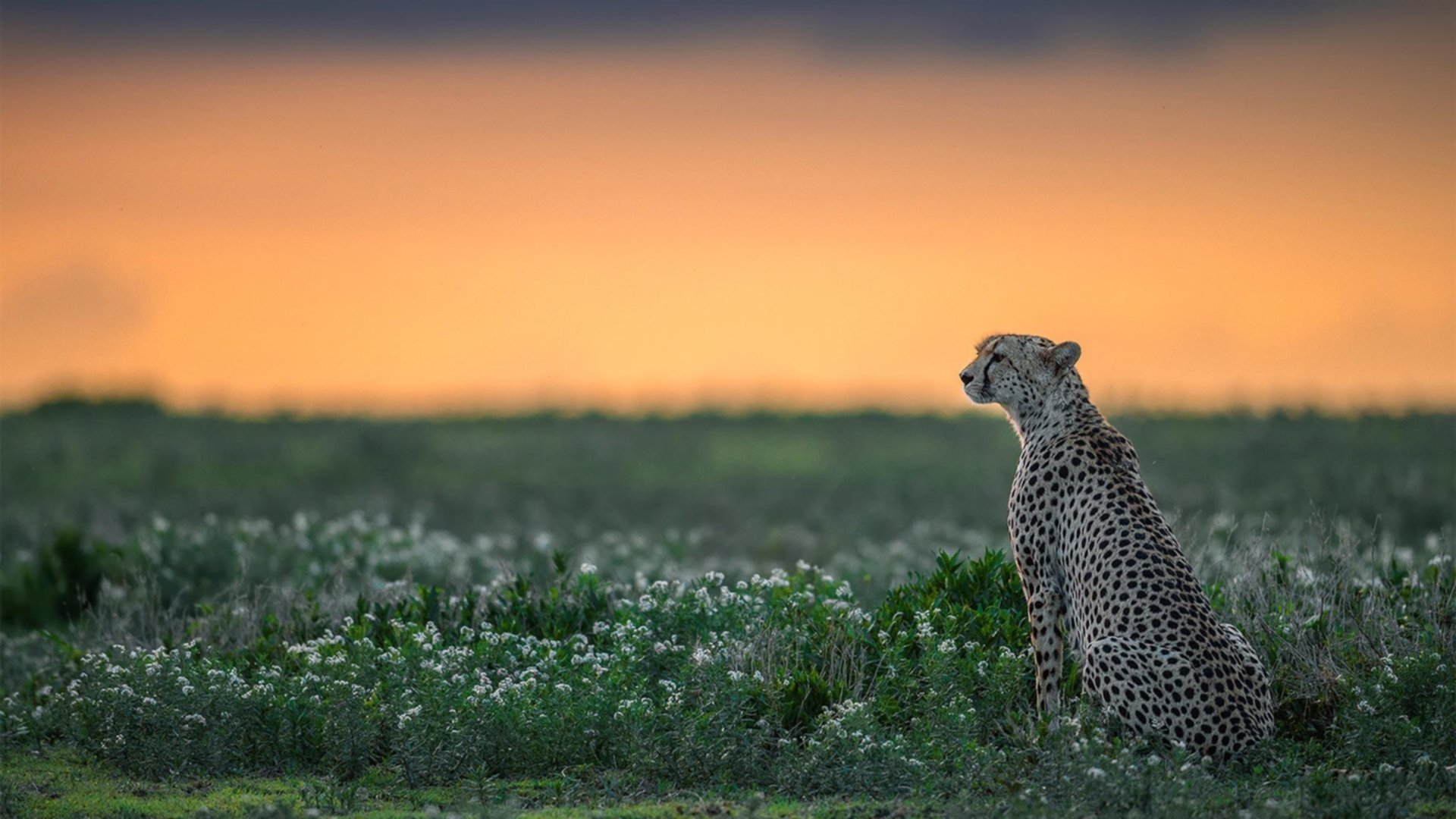 东决关键战焦点战与西班牙火力压制毕尔巴鄂，体育世界的激情交响