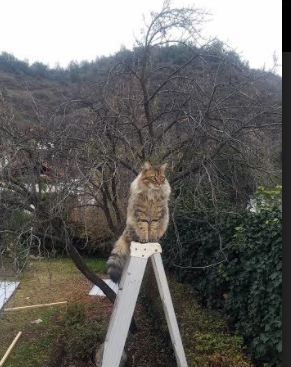 无人问津处，响彻惊雷声，布雷默的冠军级加冕