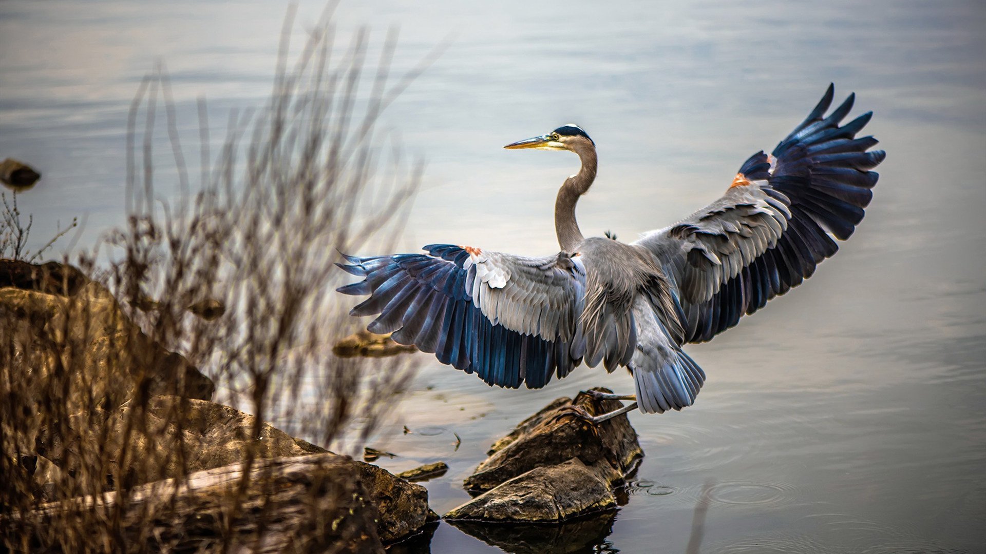 山西队末节狂飙掀翻猛龙,孤胆英格拉姆导演惊天逆转